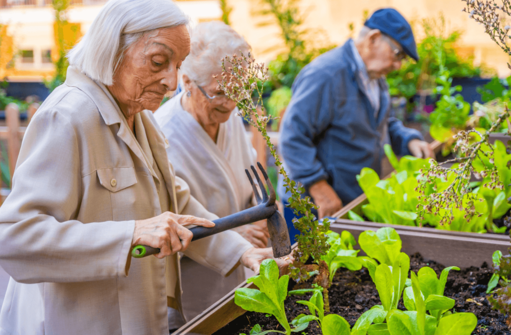 A group of 3 seniors tend to a blooming garden at their community.